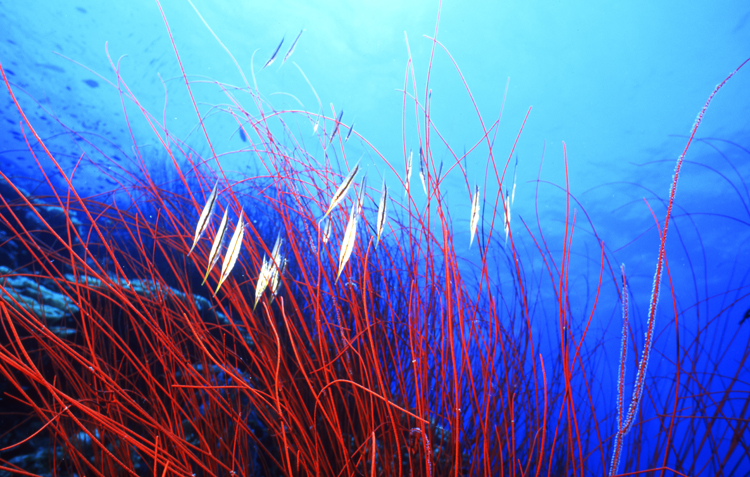 DIVING;UNDERWATER;papua new guinea;F1143_FACTOR_50C-37 2