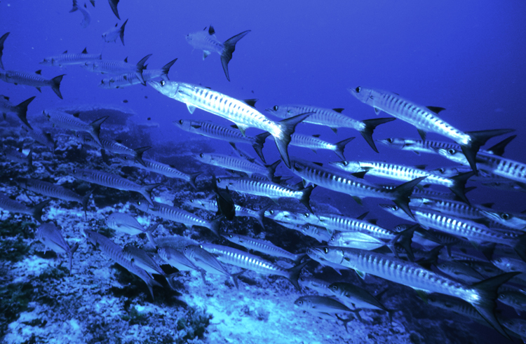 DIVING;UNDERWATER;papua new guinea;schools;barracuda;F1153_FACTOR_50C 31