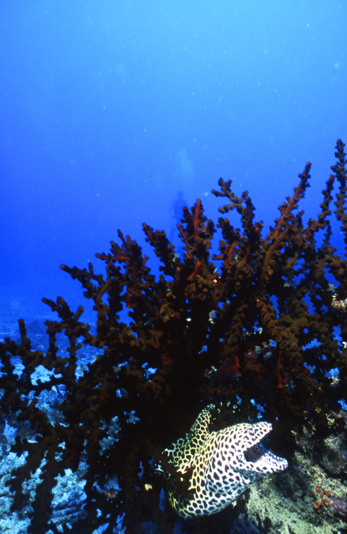 DIVING;UNDERWATER;maldive islands;eel;F1222_FACTOR_60 2 SK242