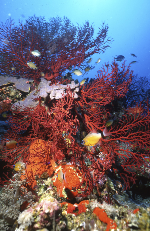 DIVING;underwater;australia;single;sea fan;cardinal fish;F150 SK25 18C 26