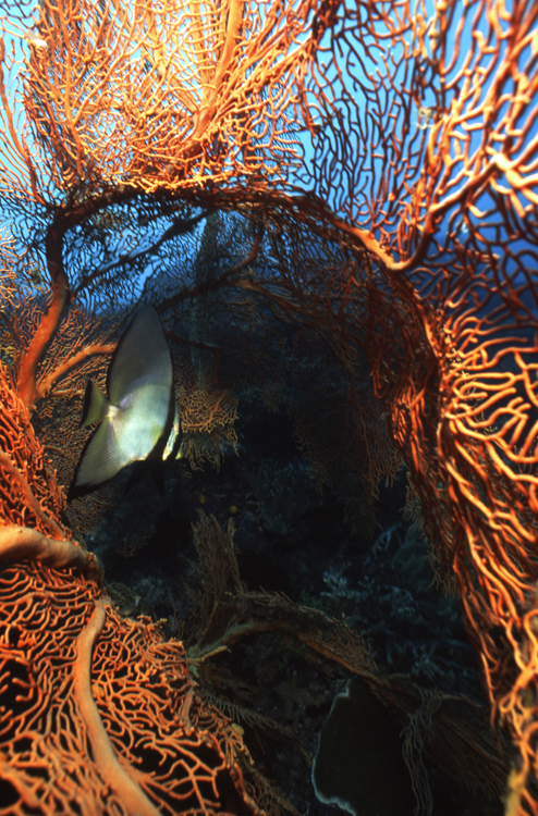 DIVING;underwater;micronesia;single;spade fish;F151 SK28 19A