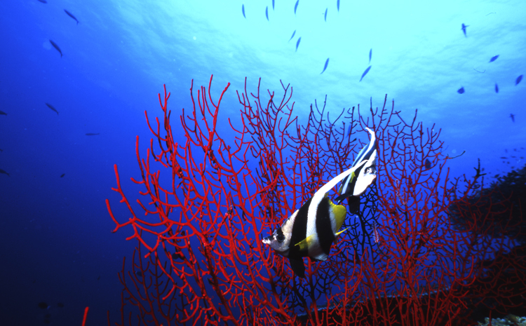 DIVING;UNDERWATER;sea;ocean;exotic;sealife;F17 50C 03 TWO