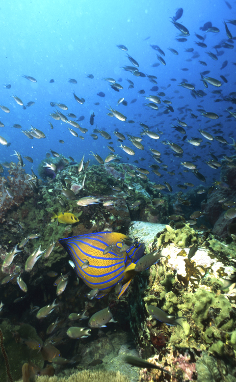 DIVING;underwater;Malaysia;blue ring angel fish;two;wide angle scene;hero;F182 17A 11