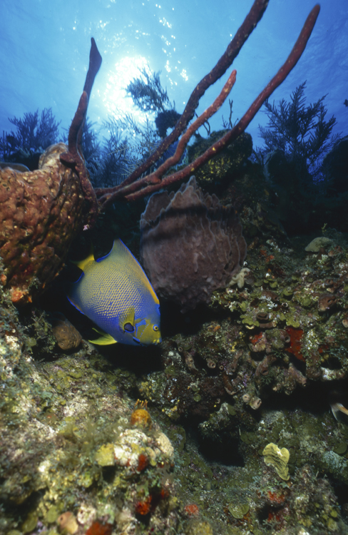 DIVING;underwater;bahamas;queen angel fish;wide angle scene;hero;single;F188 9A 6 SK9