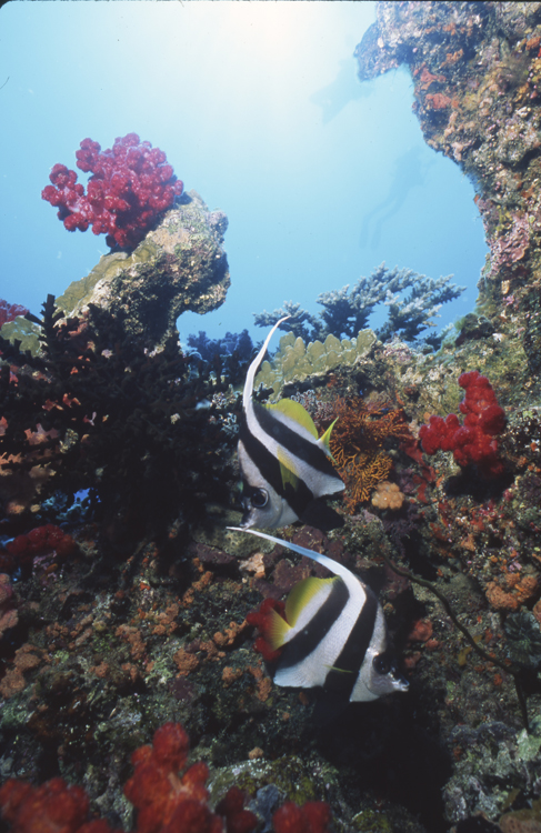 DIVING;UNDERWATER;sea;ocean;exotic;sealife;two;pairs;F1 7B 54
