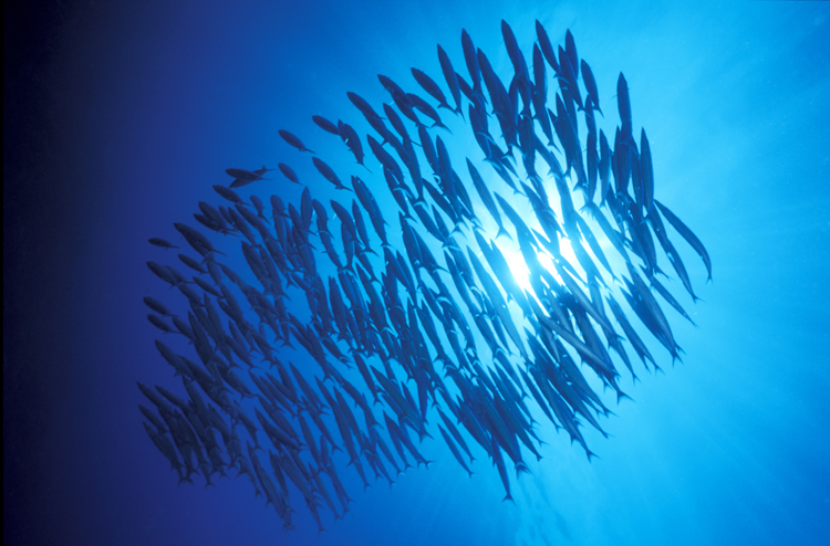DIVING;underwater;Hawaii;school of fish;F347 5B 3 SK146