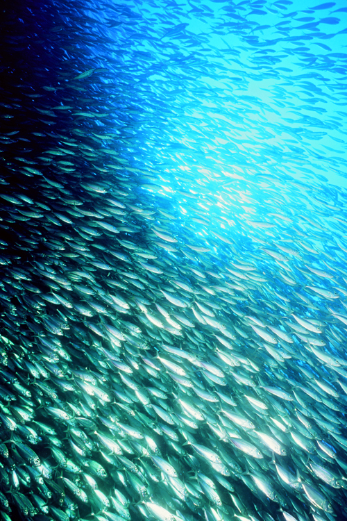 DIVING;underwater;cabo san lucus;mexico;school of fish;F353 25A SK37