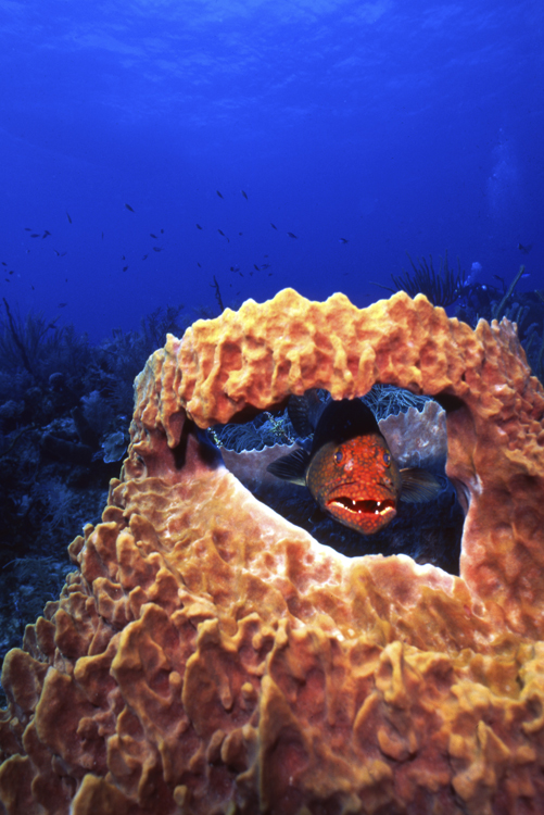 Underwater;cayman brac;cayman island;single fish;F530- 11
