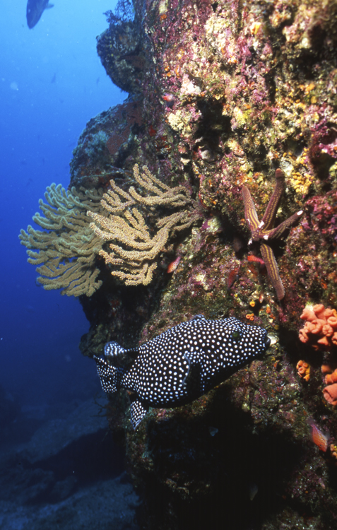 DIVING;UNDERWATER;la paz;mexico;F800_FACTOR_26C-9 SK310