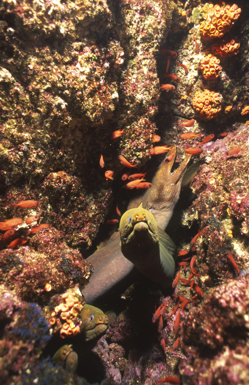 DIVING;UNDERWATER;la paz;mexico;F807_FACTOR_26E 12