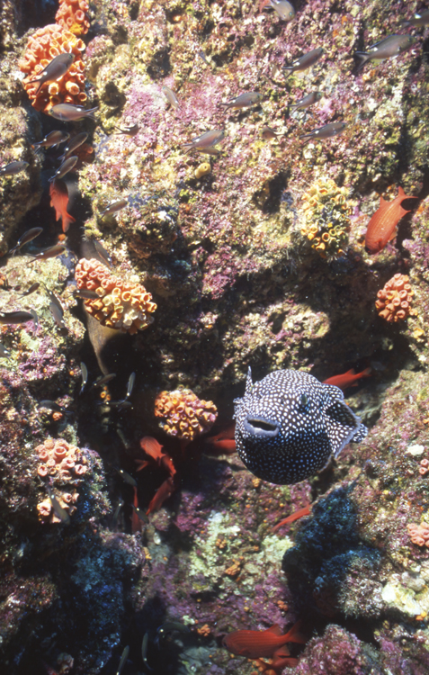 DIVING;UNDERWATER;la paz;mexico;F812_FACTOR_26F 5