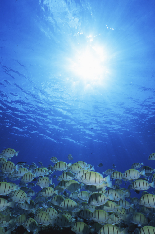 DIVING;UNDERWATER;manihi;french polynesia;F813_FACTOR_30 17