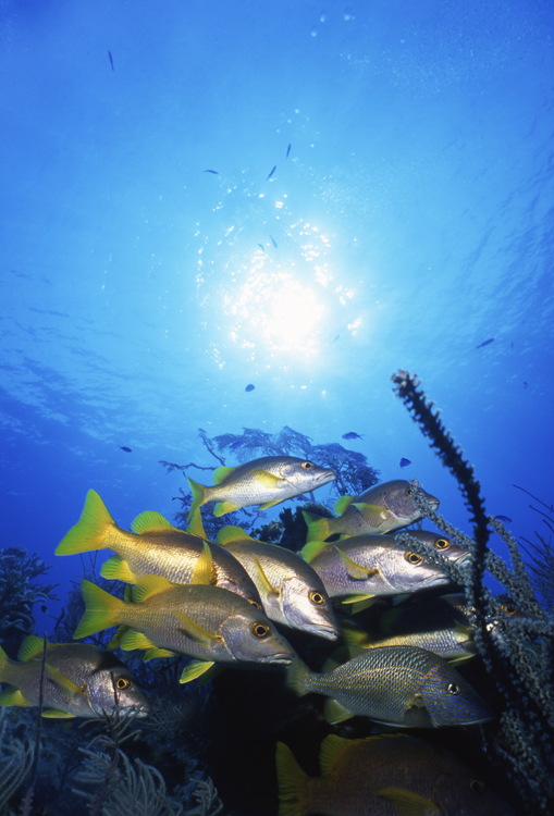DIVING;UNDERWATER;cayman brac;cayman island;F817_FACTOR_11b-4 SK293