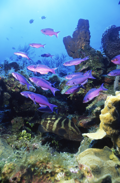 DIVING;UNDERWATER;cayman brac;cayman island;F820_FACTOR_11B SK295