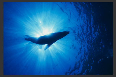 Dolphins & Sea Lions